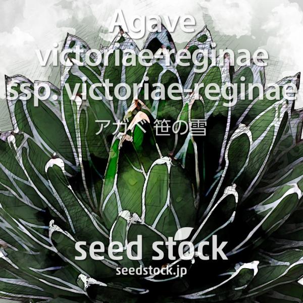 アガベの種子 笹の雪 Agave victoriae-reginae ssp. victoriae-...