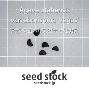アガベの種子 エボリスピナ ヴェガス Agav...の詳細画像1