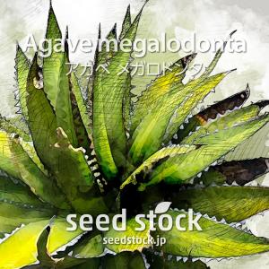 アガベの種子 オテロイ Agave oteroi : SEEDSTOCK ヤフーショップ
