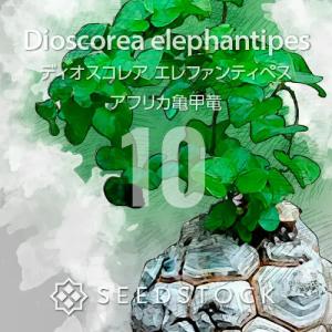 種子] アガベ パリー Agave parryi ssp. 1000粒｜パリー玉 耐寒性 人気