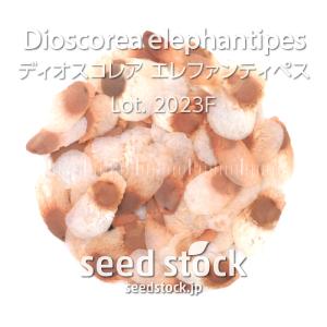 ディオスコレアの種子 エレファンティペス Dioscorea elephantipes  Lot.2023F