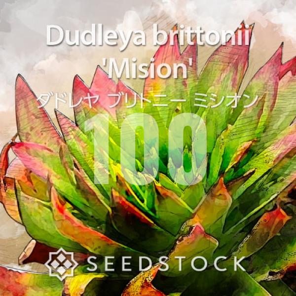 [種子] ダドレヤ ブリトニー ミシオン 100粒｜SEEDSTOCK
