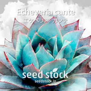 エケベリアの種 カンテ Echeveria cante