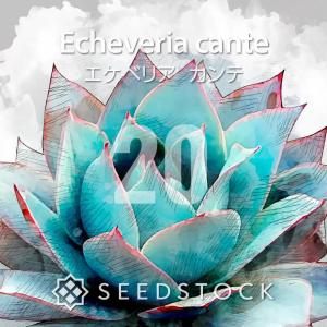 SEEDSTOCK（シードストック） [種子] アガベ クプレアータ Agave