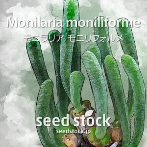 モニラリアの種 Monilaria moniliforme｜seedstock