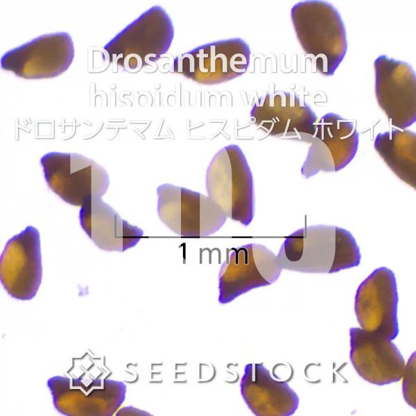 [種子]ドロサンテマム ヒスピダム ホワイト Drosanthemum hispidum white...