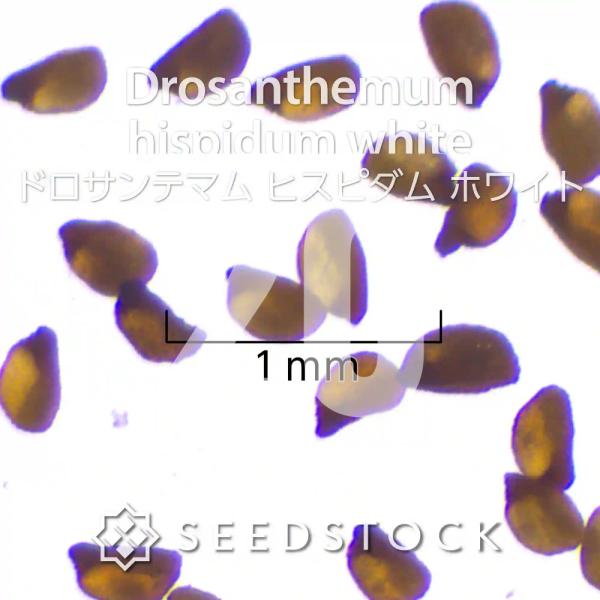 [種子]ドロサンテマム ヒスピダム ホワイト Drosanthemum hispidum white...