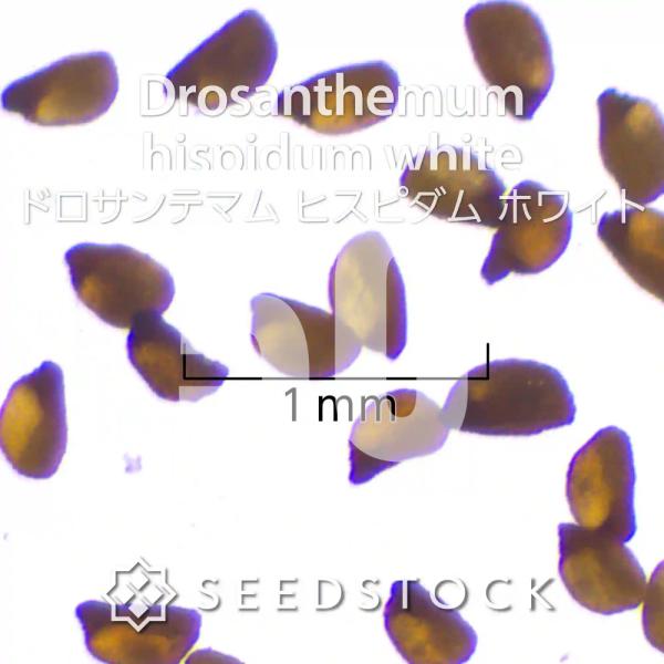 [種子]ドロサンテマム ヒスピダム ホワイト Drosanthemum hispidum white...