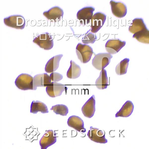 [種子]ドロサンテマム リクエ Drosanthemum lique 100粒｜多肉植物 南アフリカ...