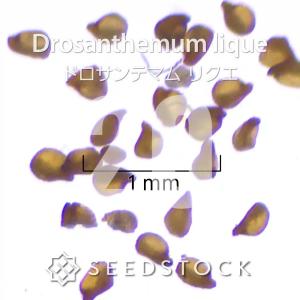 [種子]ドロサンテマム リクエ Drosanth...の商品画像