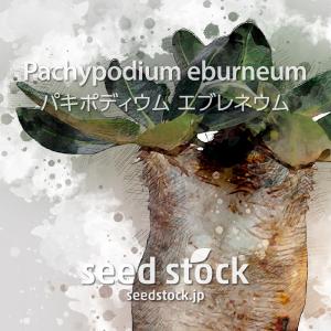 パキポディウムの種子 グラキリス Pachypodium rosulatum var