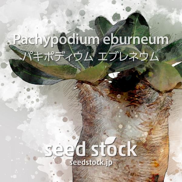 パキポディウムの種子 エブレネウム Pachypodium rosulatum var. eburn...