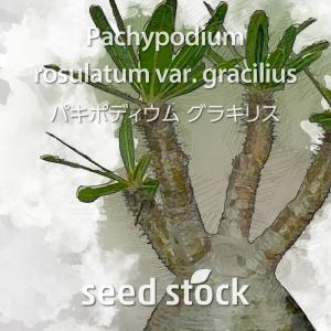 パキポディウムの種子 グラキリス Pachypodium rosulatum var. gracilius Lot.2023J｜seedstock