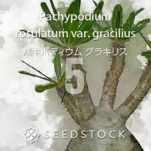 [種子] パキポディウム グラキリス Pachypodium rosulatum var. gracilius 象牙宮 5粒｜別ロットあり 人気種子