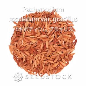 [種子] パキポディウム グラキリス Pach...の詳細画像1
