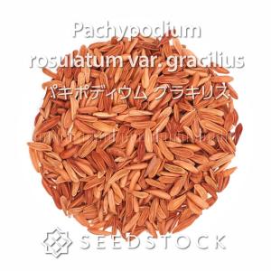 [種子] パキポディウム グラキリス Pach...の詳細画像5
