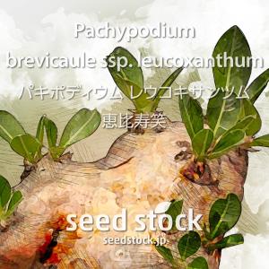 パキポディウムの種子 恵比寿笑い Pachypodium brevicaule ssp. leucoxanthum｜seed stock ヤフーショップ