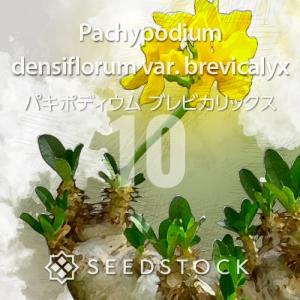 種子] パキポディウム ホロンベンセ Pachypodium horombense 100粒