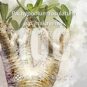種子] パキポディウム ホロンベンセ Pachypodium horombense 100粒