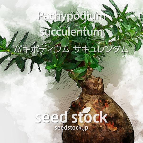 パキポディウムの種子 サキュレンタム Pachypodium succulentum