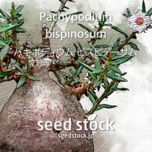 パキポディウムの種子 ビスピノーサム Pachypodium bispinosum