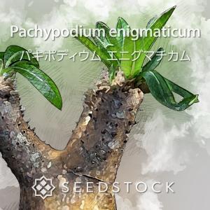 種子】パキポディウム・グラキリス 50粒セット Pachypodium gracilius