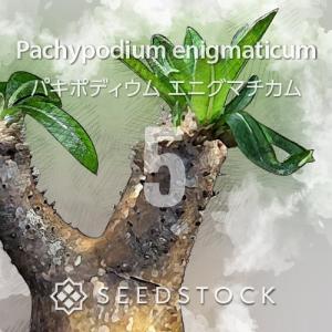 SEEDSTOCK（シードストック） [種子] ユッカ グラウカYucca glauca 20