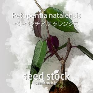 ペトペンチアの種子 ナタレンシス Petopentia natalensis｜seedstock