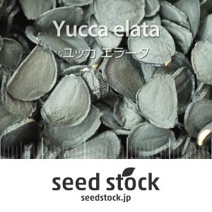 アガベの種子 ユタエンシス Agave utahensis ssp. : SEEDSTOCK ヤフー
