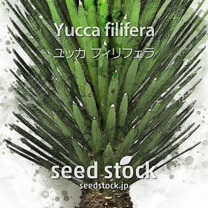 ユッカの種子 フィリフェラ Yucca filifera