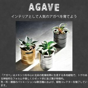 栽培セット 栽培キット 室内 アガベ GD-1...の詳細画像1
