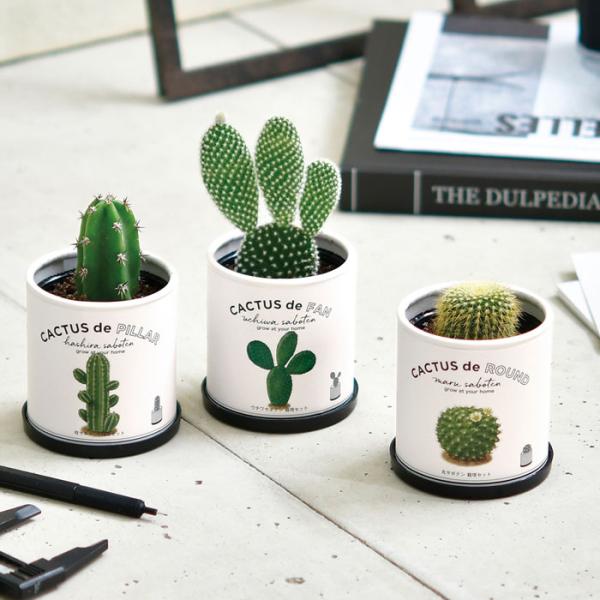 栽培キット 室内 サボテン CACTUS de CACTUS 種 かわいい おしゃれ グリーン イン...