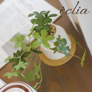 観葉植物 おしゃれ：オリーブの木 *SOUJU（創樹） ルッカorネバディロ