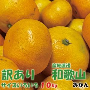只今順次出荷中 訳あり 和歌山みかん １０kg わけあり・サイズふぞろい・キズ・その他(みかん/訳あり/わけあり) (爆買)