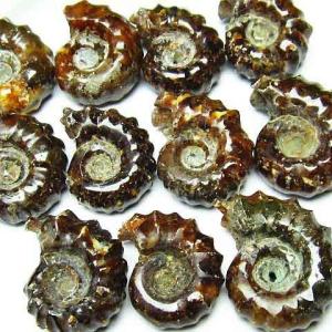 虹入り アンモナイト 化石 t485-3000 : 誠安天然石専門店 - 通販