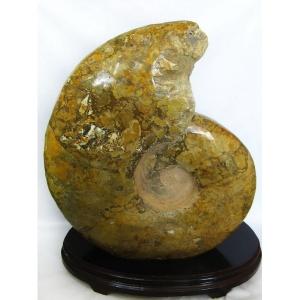 48.8Kg アンモナイト 化石 同梱不可(特大品) パワーストーン 天然石 t570-1956｜seian