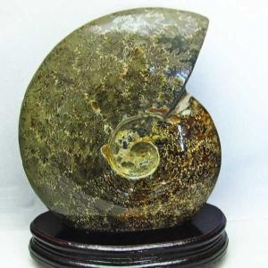 3.3Kg アンモナイト 化石 パワーストーン 天然石 t570-3527