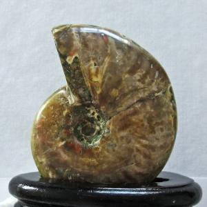 虹入り アンモナイト 化石 t485-3000 : 誠安天然石専門店 - 通販