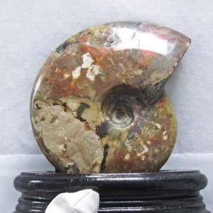 虹入り アンモナイト 化石 t485-3000 : 誠安天然石専門店 - 通販
