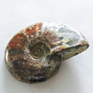 マダガスカル産 虹色 遊色 アンモナイト 化石 43.3x33.4mm 金運 財産