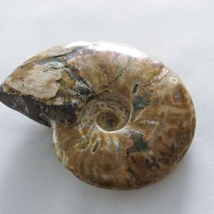 マダガスカル産 虹色 遊色 アンモナイト 化石 43.3x33.4mm 金運 財産