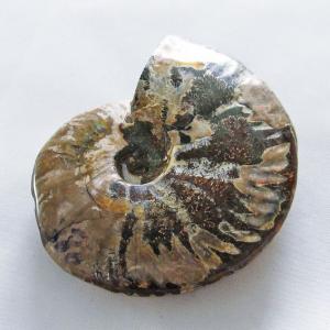 虹入り アンモナイト 化石 t485-3000 : 誠安天然石専門店 - 通販