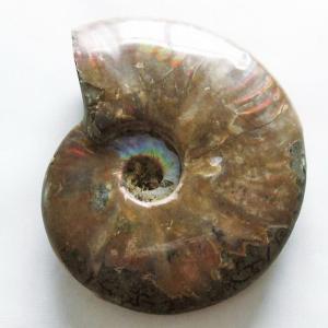 66.1Kg アンモナイト 化石 同梱不可 特大品 t726-1004 : 誠安天然石