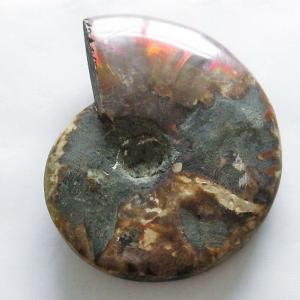 虹入り アンモナイト 化石 t485-3000 : 誠安天然石専門店 - 通販