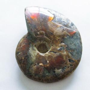 66.1Kg アンモナイト 化石 同梱不可 特大品 t726-1004 : 誠安天然石