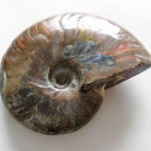 虹入り アンモナイト 化石 t570-4882 : 誠安天然石専門店 - 通販