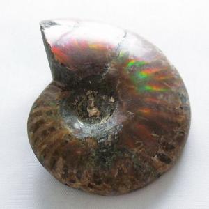 虹入り アンモナイト 化石 t570-4906｜seian