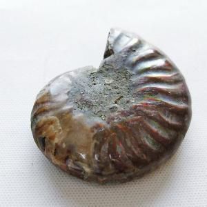 アンモナイト 虹入り アンモナイト 化石 t485-3000 : 誠安天然石専門店 - 通販