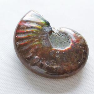 虹入り アンモナイト 化石 t570-4882 : 誠安天然石専門店 - 通販