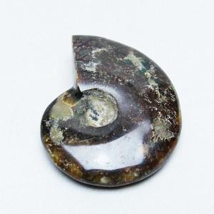 虹入り アンモナイト 化石 t485-3000 : 誠安天然石専門店 - 通販